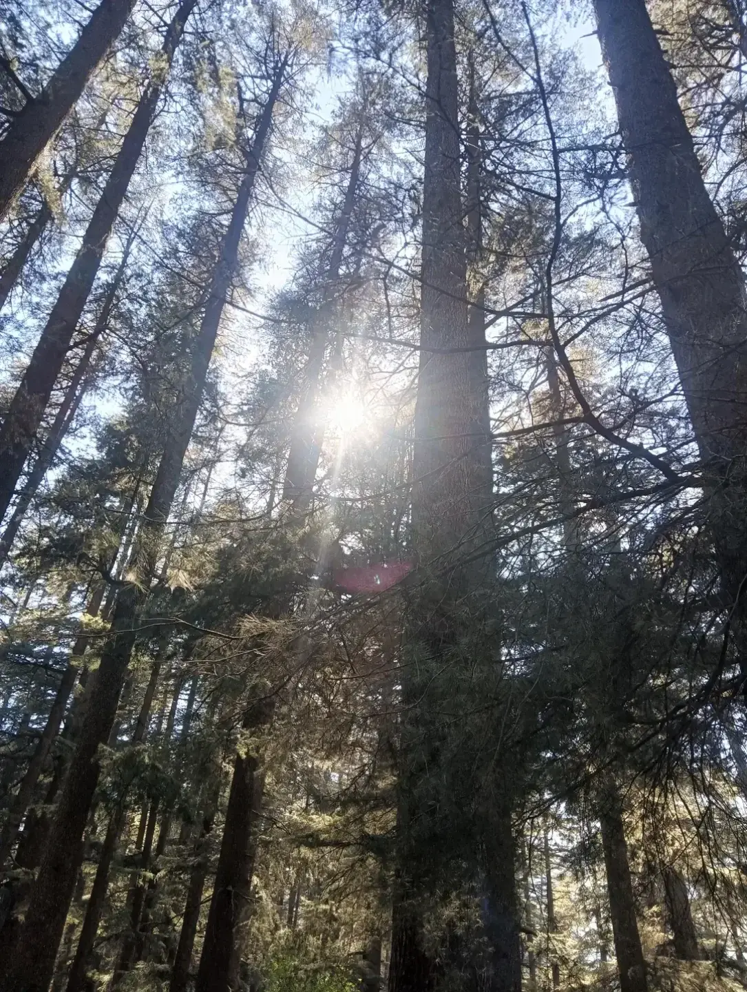 Van Vihar, Manali, photo 2 of 4
