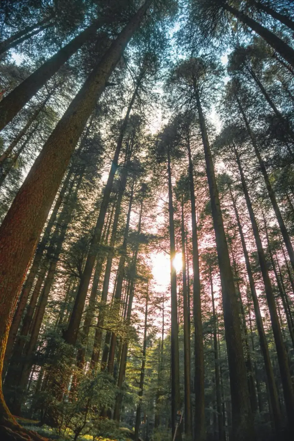 Van Vihar, Manali